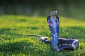 18年陕西21岁女孩被蛇咬伤，就医后宁死不说实情，最终离开人世图片