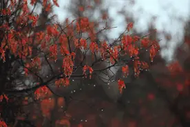 古今多少相思意，都随秋雨上心头图片