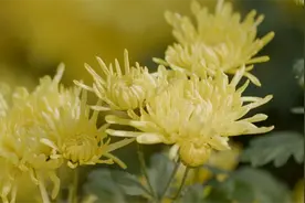 植物知识：菊花11月份可以连根移栽吗？掌握好4个注意事项，可以图片