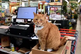 橘猫不请自来守护小店7年，帮忙招揽客人，从没想过离开图片