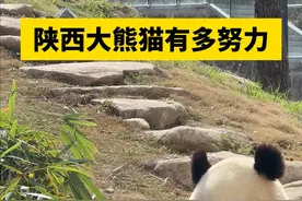 可爱！大熊猫滑草爬树样样行 网友：谁能拒绝多才多艺的大熊猫呢？图片
