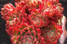 这个季节东云系多肉很忙，南方温差正好，静待东方红图片