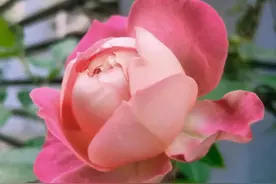 人是一定要学会自我救赎的，在难熬日子里，你会做些什么呢？图片