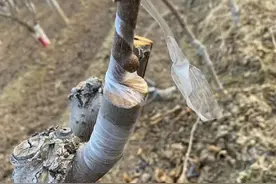 猕猴桃嫁接方法及新品种选择方法图片