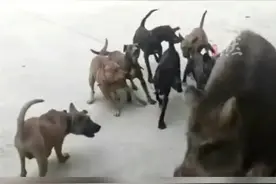 “汪汪队”立大功，野猪闯进村子，村里狗子前赴后继赶走野猪图片