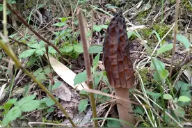 竹林下这种野生菌价值珍贵，干品1200多元一斤，看到捡回家别错过图片