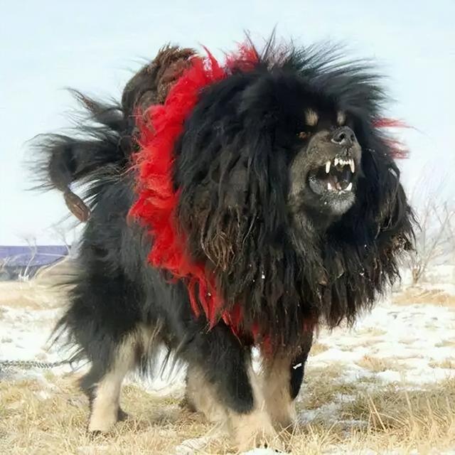 鬼獒一般多少钱（鬼獒vs狮子）
