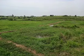 高标准农田为何还会出现撂荒？谁应该担责？图片