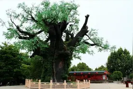 探究明朝洪洞县大槐树移民始末图片