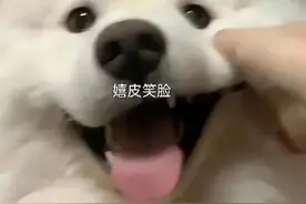 主人晕厥被送医抢救，小黑狗在家急到一夜白头…前后对比简直判若两狗！图片