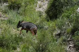 在南方多地发现的“四不像”，被人们取了5个外号，驴头狼最响亮图片