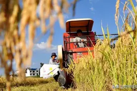 怎么查询粮食补贴有没有到账?粮食补贴被别人冒领了怎么办?图片