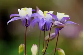 万物有灵 | 被名字耽误的花——耧斗菜图片