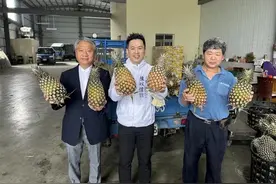 台湾凤梨出现近10年最严重滞销，陈以信批民进党当局没有及早因应图片