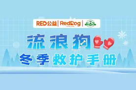 流浪狗冬季救护手册图片