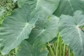 有些植物全身都是宝，而芋头，全身都是毒图片