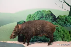 从四川一村支书遭野猪攻击遇难，谈保护动物与保护人类谁最重要？图片