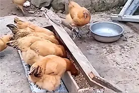 男子发明喂鸡神器防鸟偷吃 网友看笑：挺好、就是有点费鸡头图片