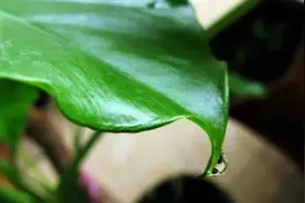 滴水观音有毒？为什么好多人都在养它？给我5分钟，带你揭秘它图片