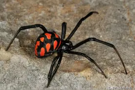 咋进来的？厦门海关截获剧毒蜘蛛“黑寡妇”，入境我国有多可怕？图片