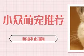 小众萌宠推荐图片