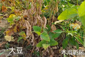 黄豆适宜什么时候播种？种植黄豆需要注意什么？图片