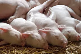 哺乳仔猪这样养成活率高！这几点千万要注意图片