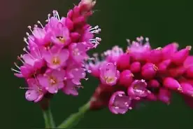 红蓼（liǎo或lù）花图片