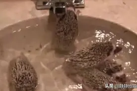 吓人！男子捉野生刺猬给孩子做宠物，给游动的黑点吓蒙图片