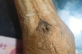 此物名叫降龙木图片