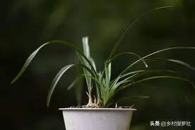 要想兰花枝繁叶茂少病，正确使用多菌灵是关键，5种方法效果不同图片