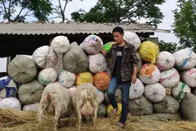 创业养50只羊，打工挣6000元工资，哪个更适合生活？图片