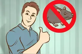 以前老鼠如此猖獗，为何现在基本不见踪影了？它们跑哪儿去了？图片