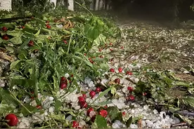痛心！入汛首场大风冰雹天气，通州西集上百亩樱桃几乎绝收了图片
