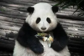 网友：成都省四川市太奇葩！四川网友：要球你管图片