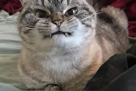 一旦猫咪有这几种表现，说明它早已恨透主人，别傻傻不知道图片