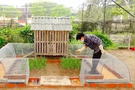 小哥花50元造鸡菜共生鸡笼，铁丝网木条变运动跑道，蛋肉菜不发愁图片