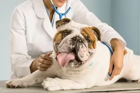 给狗看病比人贵，宠物医院的水有多深？图片