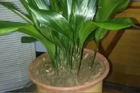 怎么养也养不死的8种绿植，以后家里就种这个了图片