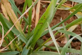 小麦红蜘蛛的发生规律及防治措施图片