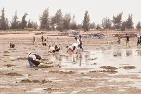 赶海真的能日赚300？多少被短视频忽悠的内陆人，最后败兴而归图片