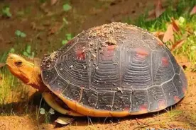 2022年3月26日龟市最新行情图片