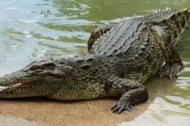 全球凶猛的9种鳄鱼，个个都是狠角色，1000公斤是老虎的4倍图片