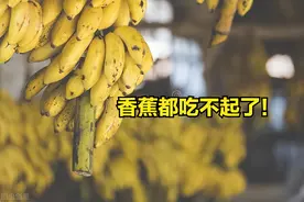 产地香蕉持续高价，网友抱怨吃不起！缅甸烂香蕉遍地是，咋回事图片