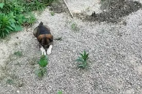 偶遇路边小狗守着一摊黑漆漆的东西，定睛一看，忍不住泪目…图片