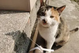 回想小时候的乡村生活，是长大之后再也体会不到的快乐图片