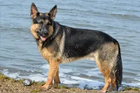 1998年美国女人深夜被杂交犬折磨死后男友报警，兽医：狗不是凶手图片