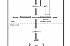 乳酸酸中毒:最新进展图片