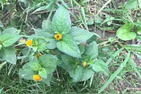 农村这种植物，花开似钮扣，民间俗称“牙痛草”，曾帮助过很多人图片