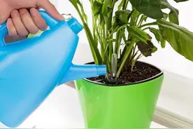 花多多10号的使用方法介绍图片